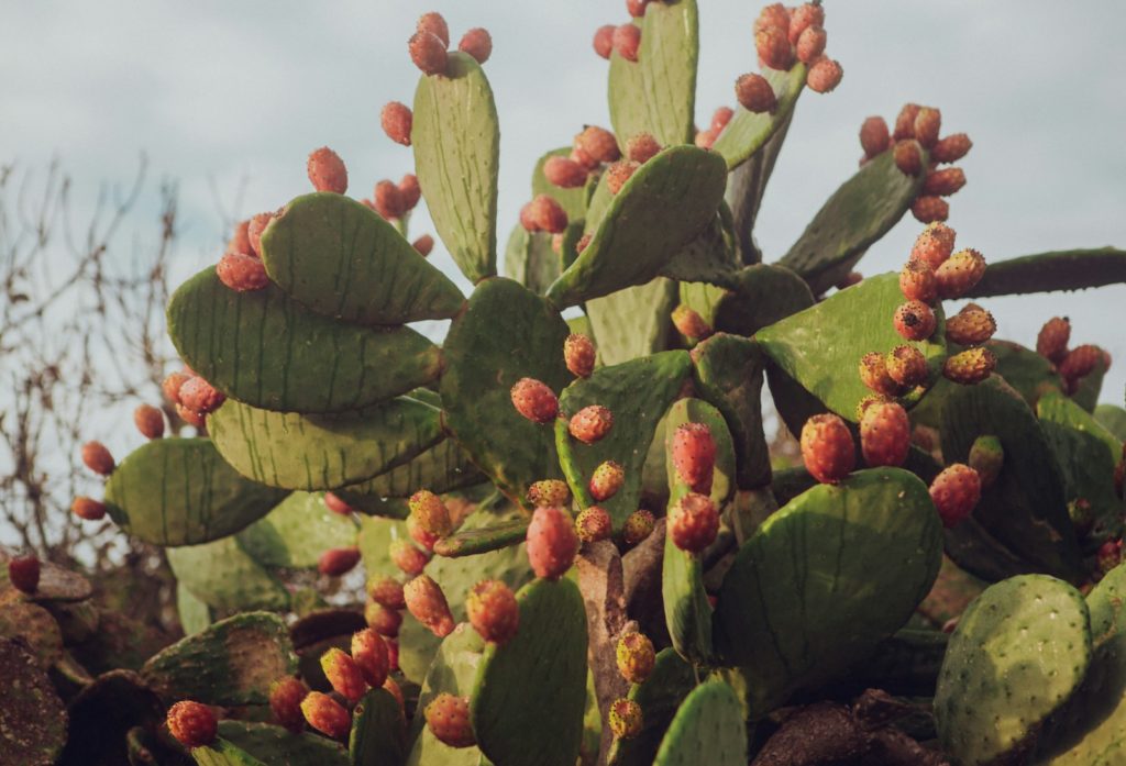 A close up of a cactus with fruit on it